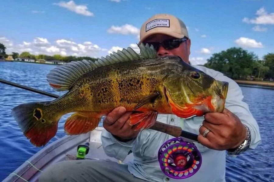 PEACOCK BASS pro-guide MUST kit